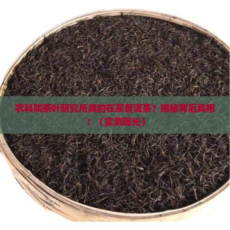 农科院茶叶研究所买普洱茶