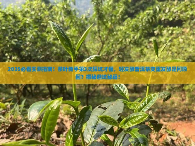 轻发酵普洱茶变重发酵