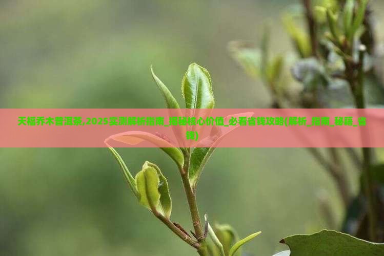 天福乔木普洱茶