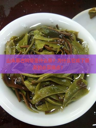 山头寨古树茶是什么茶
