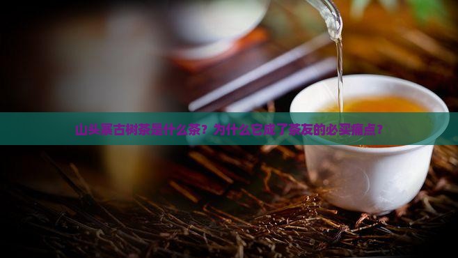 山头寨古树茶是什么茶
