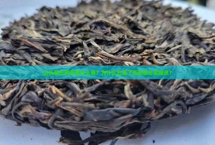 山头寨古树茶是什么茶