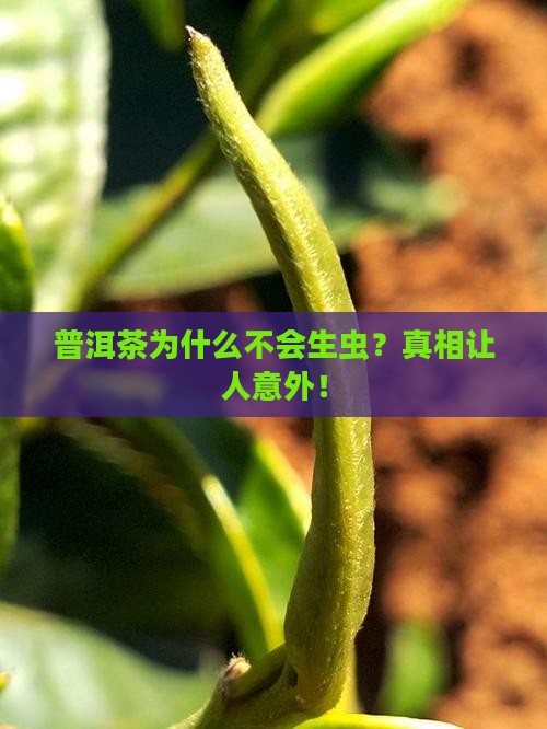 普洱茶为什么不会生虫