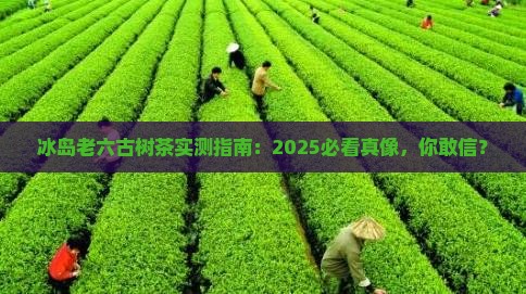 冰岛老六古树茶 冰岛老六古树茶