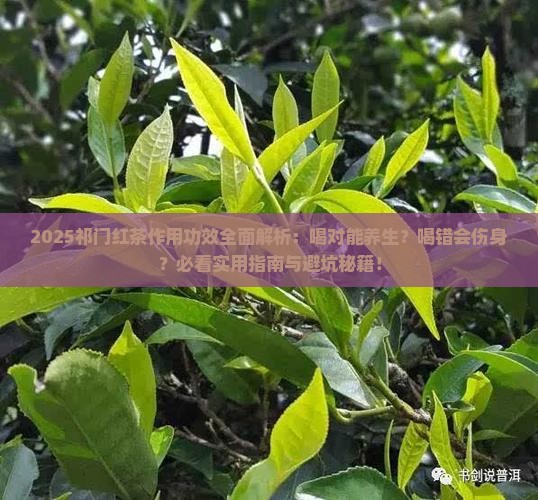 祁门红茶的作用功效