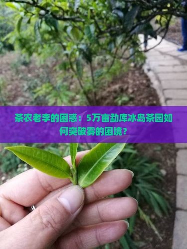 雾境茶林勐库冰岛