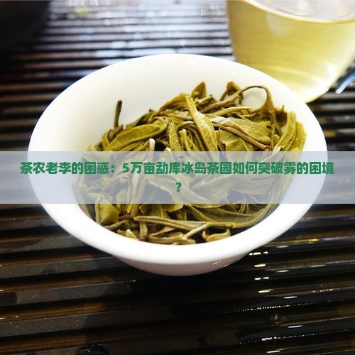 雾境茶林勐库冰岛