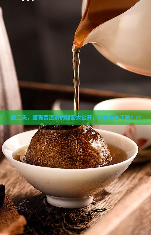 普洱茶第二天晒青