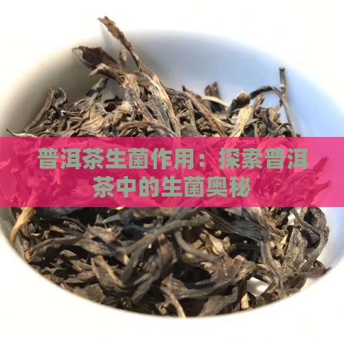 普洱茶生菌作用