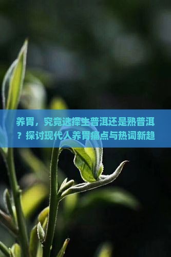 养胃是喝生普还是熟普