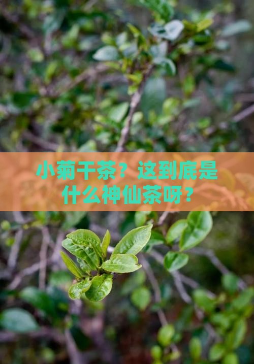 小菊干茶是什么茶