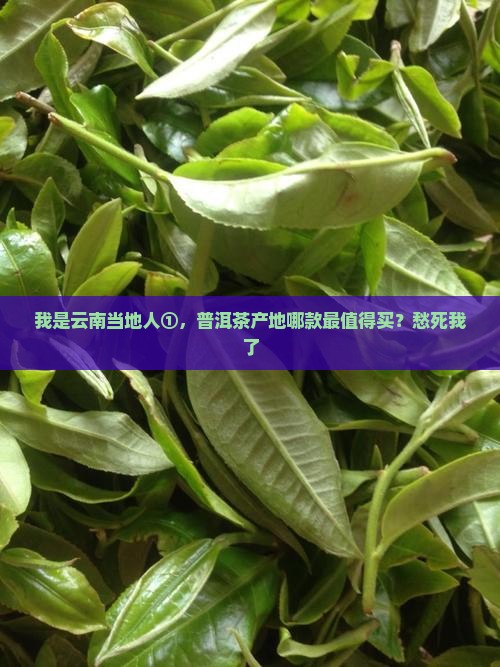 云南省普洱茶产地
