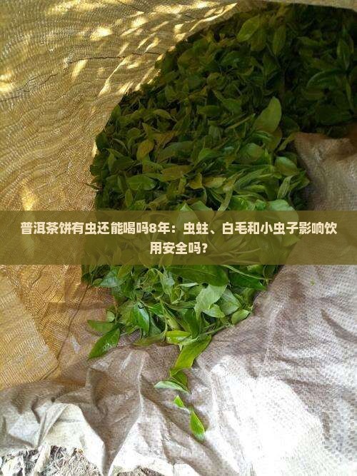 普洱茶饼有虫还能喝吗8年