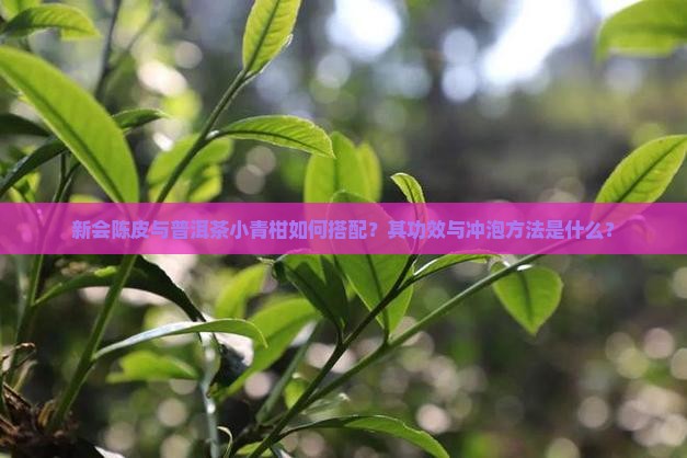 普洱茶小青柑新会陈皮柑 普洱茶小青柑新会陈皮柑