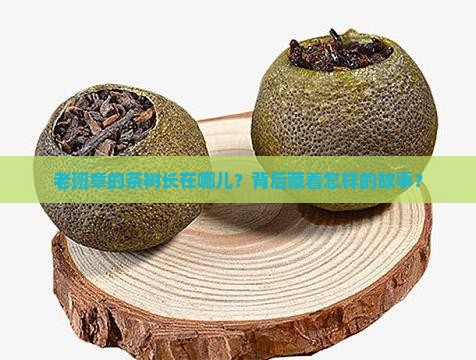 老班章茶树种植