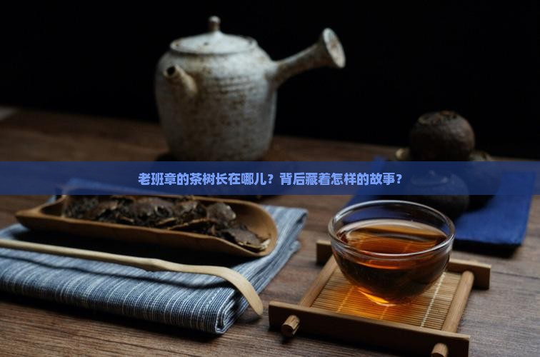 老班章茶树种植
