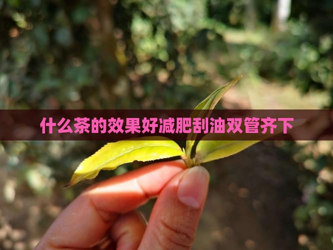 什么茶能刮油脂