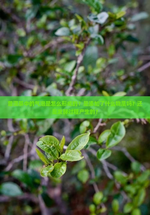 普洱茶中的气泡是什么做的