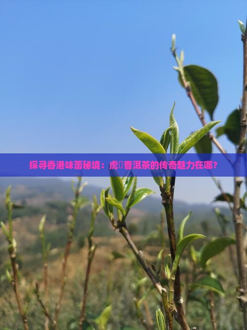 香港虎標普洱茶