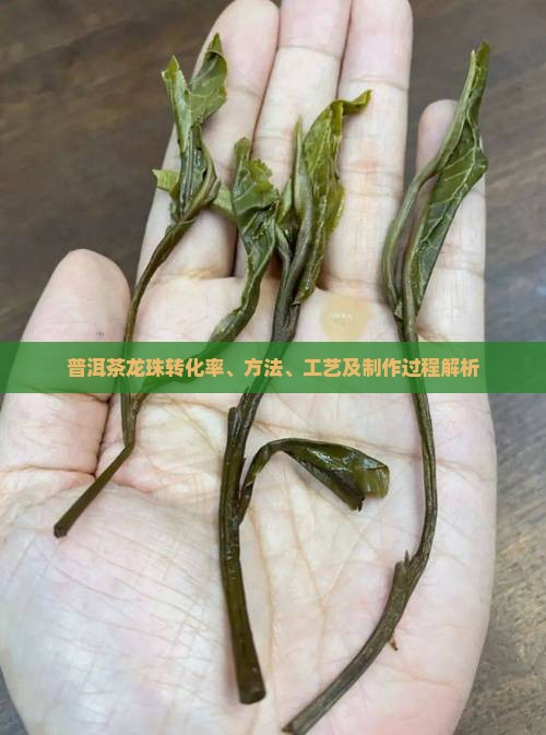 普洱茶龙珠转化