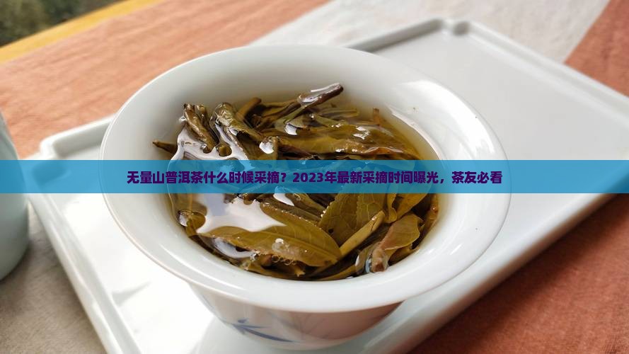 无量山普洱茶采摘时间表