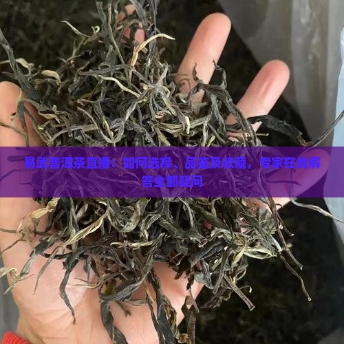 易武普洱茶直播