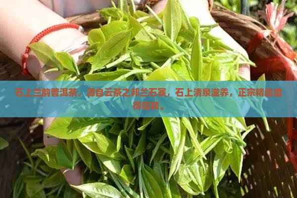 石上兰韵普洱茶
