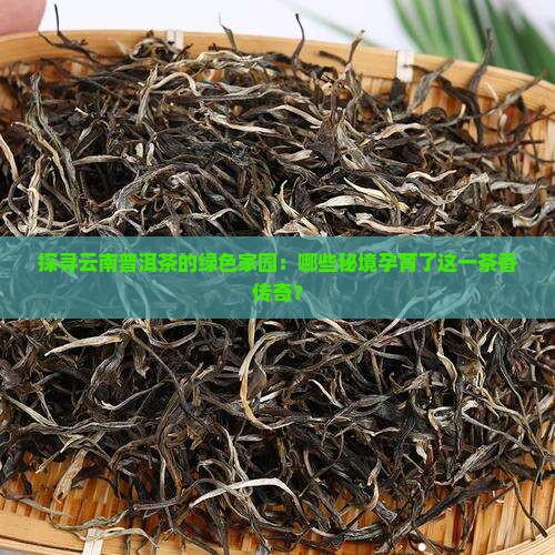 云南普洱茶种植地点