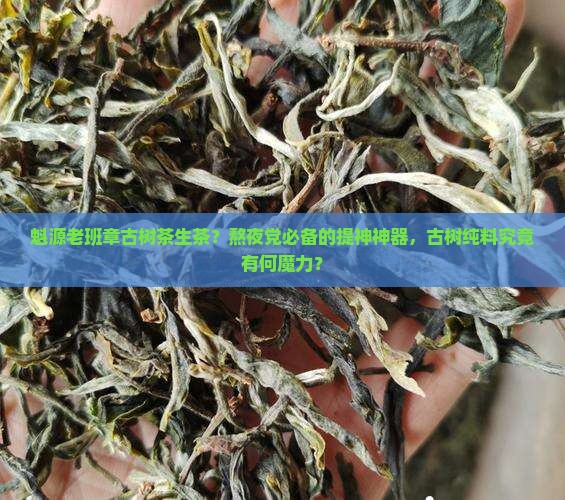 魁源老班章古树茶生茶