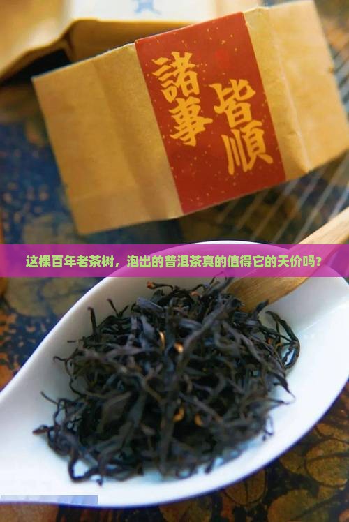 老茶树普洱茶贵吗