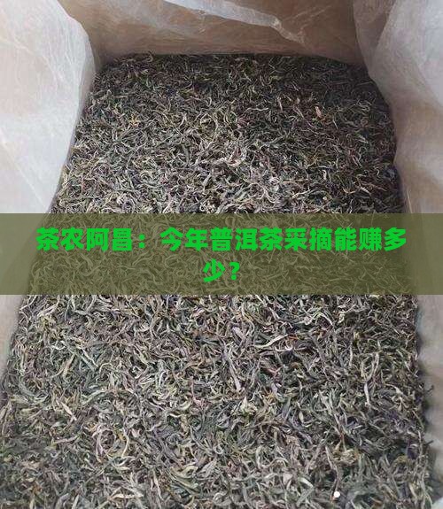阿昌普洱茶采摘