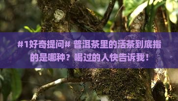 普洱茶中的活茶是指哪一种