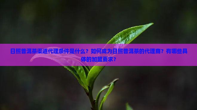 日照普洱茶渠道代理条件