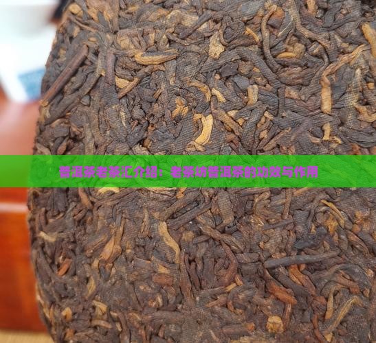 普洱茶老茶汇介绍