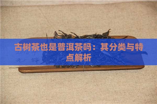 古树茶也是普洱茶吗