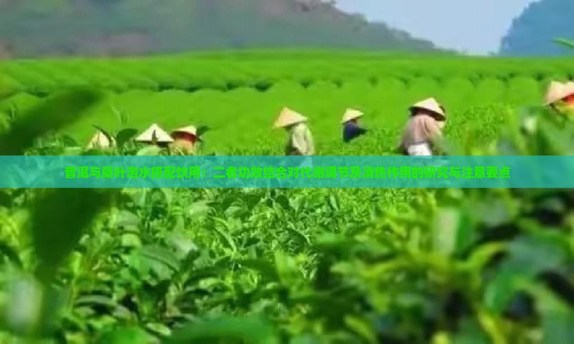 普洱茶和桑叶泡水功效