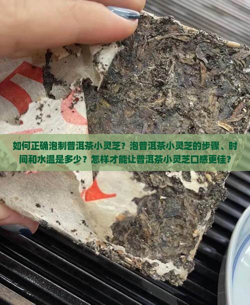 普洱茶小灵芝怎么泡好喝