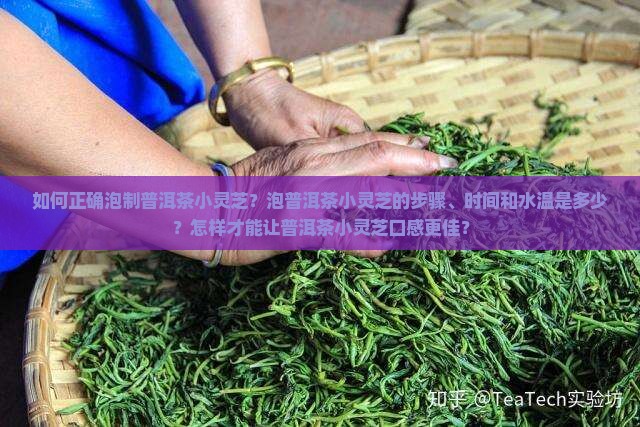 普洱茶小灵芝怎么泡好喝