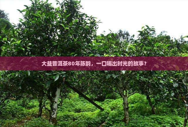 大益普洱茶80