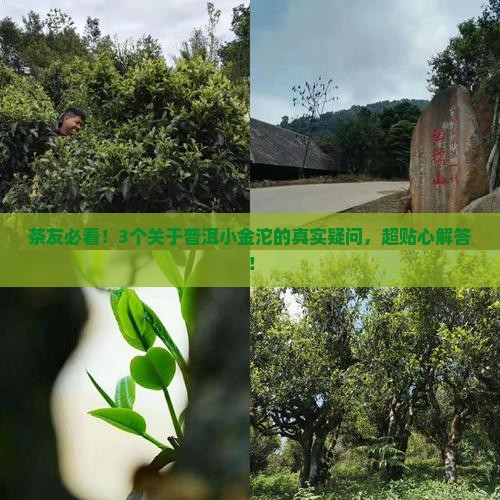 普洱茶小金沱常识