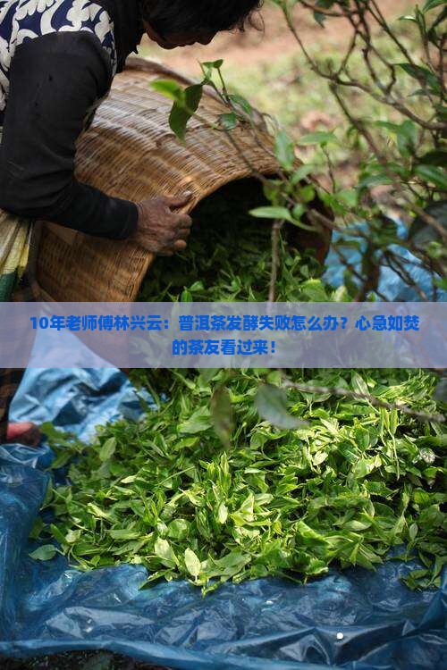 林兴云普洱茶发酵