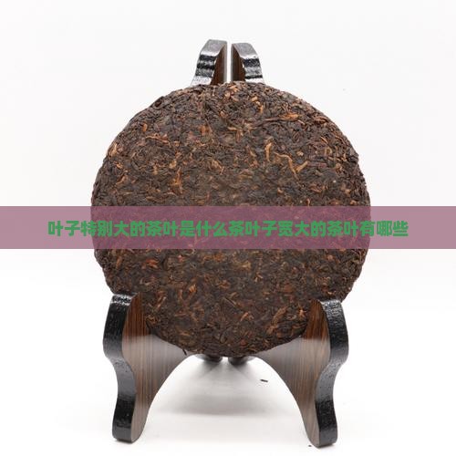 叶子特别大的茶叶是什么茶
