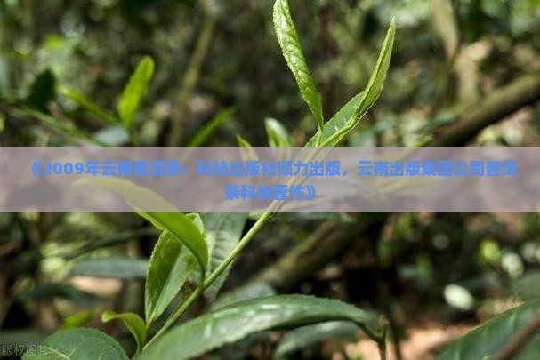 2009年云南省普洱茶