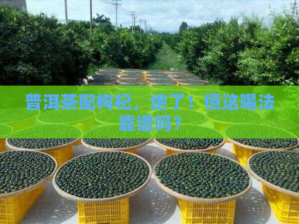 普洱茶能和枸杞能一起泡着喝吗