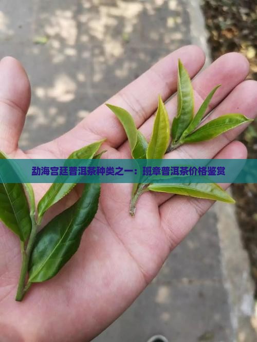 勐海班章宫廷普洱茶
