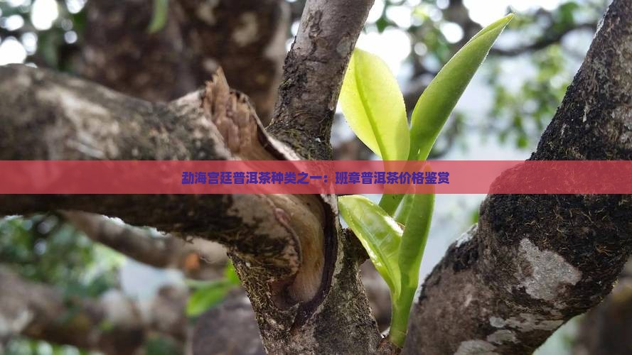 勐海班章宫廷普洱茶