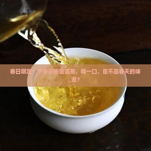 下关云梅春普洱茶