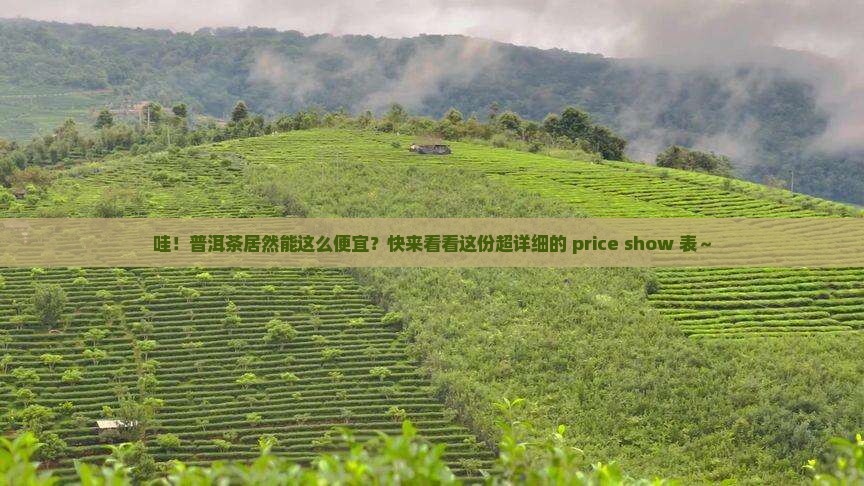 普洱茶价格展示表