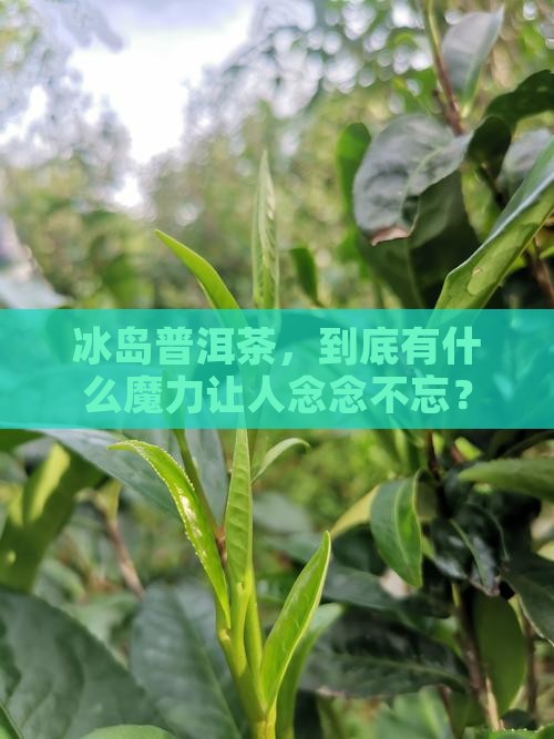 冰岛普洱茶概括一下