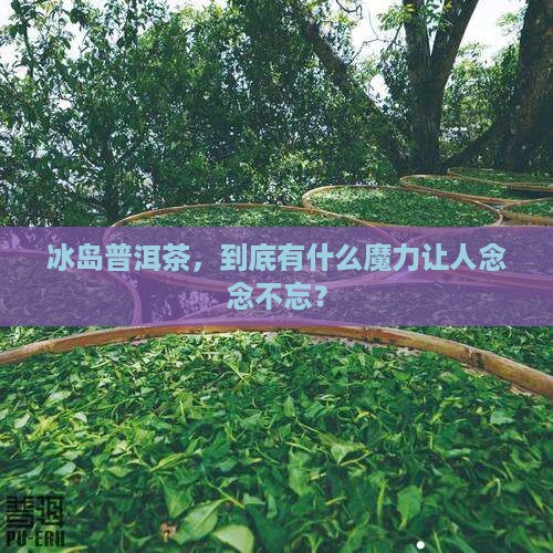 冰岛普洱茶概括一下